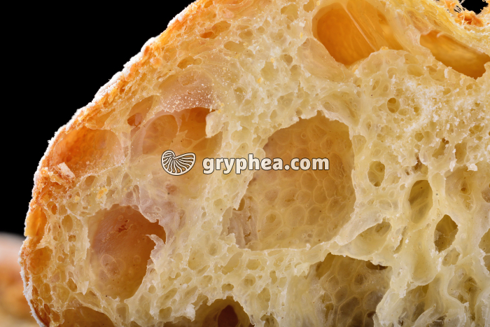 Fabrication du pain - Alvéoles dans un pain artisanal (détail) - gryphea.org